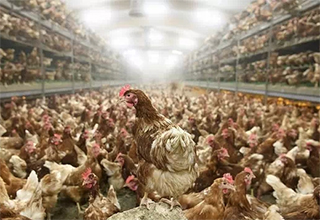 An outbreak of avian influenza at Tama Animal Park in Tokyo, Japan