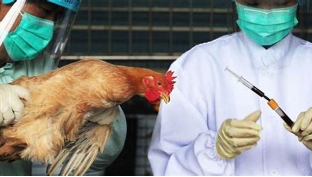 The spread of avian influenza in Japan